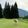 Banff Springs Golf Club (Rundle/Sulphur) Hole #12 - Greenside - Friday, July 19, 2024 (Banff Trip)