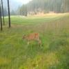 Greywolf Golf Course Hole #16 - Wildlife - Monday, July 17, 2017 (Columbia Valley #1 Trip)