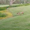 Wildlife - Thursday, April 30, 2026 (San Diego #2 Trip)