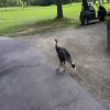 Purcell Golf Club - Wildlife - Tuesday, August 30, 2016 (Cranberley #1 Trip)